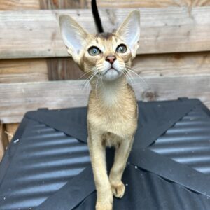 Abyssinian with pedigree