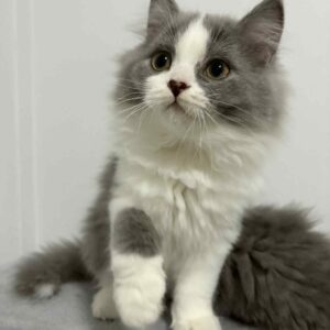 เด็กชาย สก็อตติช ลองแฮร์